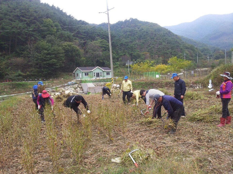 1022 산동면 수확기를 놓친 독거노인을 찾아 농심1.jpeg