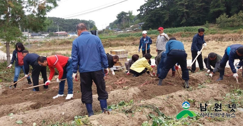 1024주생면-사랑나눔 텃밭 고구마 수확1.jpg