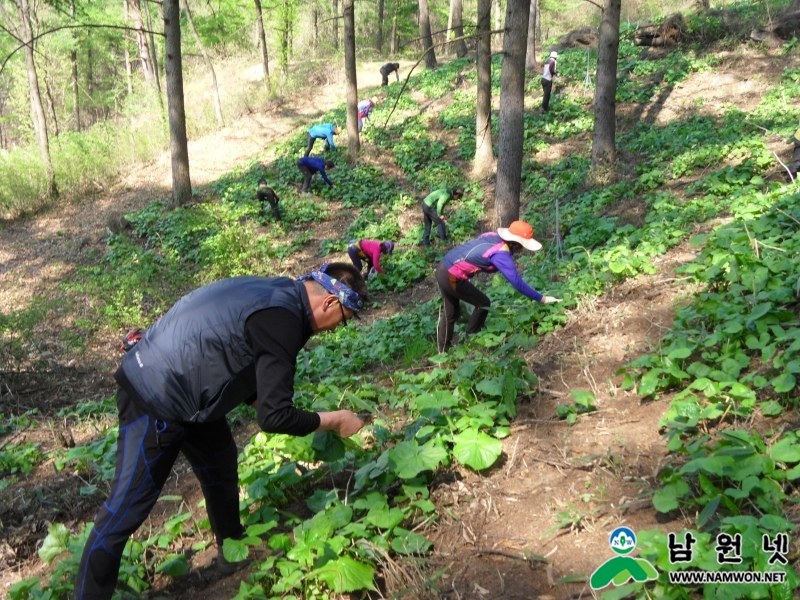 0427 축산과 - 친환경 유기농곤달비 현장체험 도시민 오감만족3.JPG