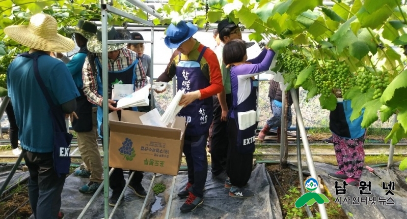 0531대산면-대산면 농촌일손돕기 봉사활동 나서1.jpg