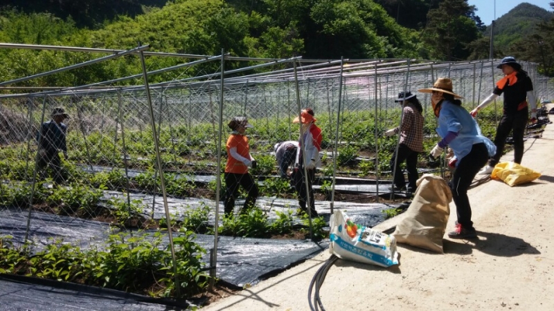 0521 죽항동 - 건축과와 봄철 농촌일손돕기 나서1.jpeg