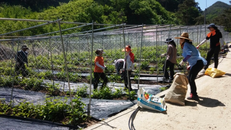 0521 죽항동 - 건축과와 봄철 농촌일손돕기 나서1.jpeg