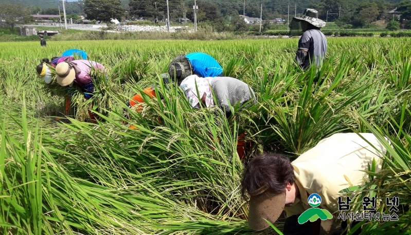 0916산동면-태풍 링링으로 쓰러진 벼 세우기에 구슬땀1.jpg