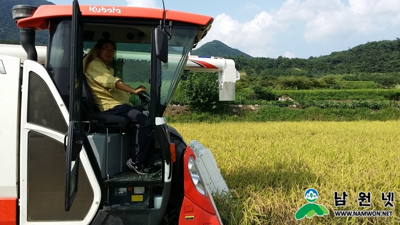 0831 산동면 - 산동 들녘 벼 첫 수확2.jpg