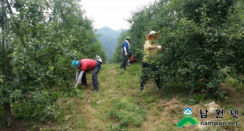 0613 산동면 - 삼부자 사과농장에서 일손돕기 구슬땀 (1).jpg